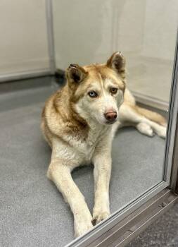 Rescue Husky Dogs for Adoption in Victorville, California - Peaches #5337 (1010) ON HOLD UNTIL 07/03/2025 | PetCurious