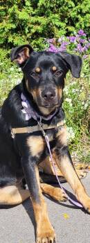 Rescue Rottweiler and Mixed Breed Dogs for Adoption in Burlington, Wisconsin - Rhea | PetCurious