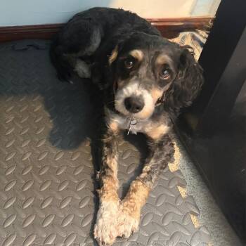 Poodle and Bernese Mountain Dog Dogs Available for Adoption - Josephine (Josie) | PetCurious