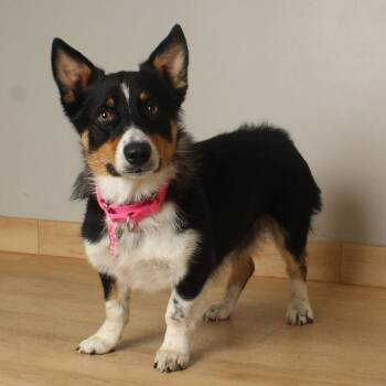 Pepper D70296 -  Corgi and Australian Cattle Dog Blue Heeler Dog for Adoption in Minnetonka, Minnesota - Pepper D70296 | PetCurious