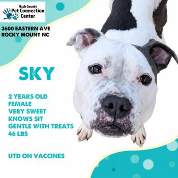 SKY  Available NOW - ADOPTION or RESCUE! -  Mixed Breed Dog for Adoption in Nashville, North Carolina - SKY  Available NOW - ADOPTION Or RESCUE! | PetCurious