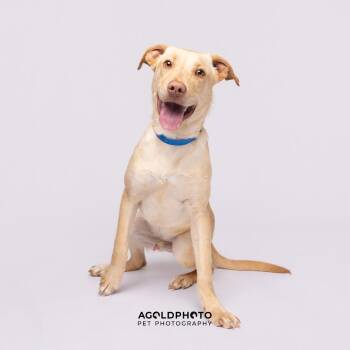 Labrador Retriever and Mixed Breed Dogs Available for Adoption in Tampa, Florida - Bo (Dean) | PetCurious