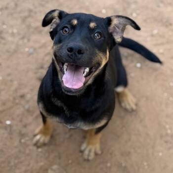 Mixed Breed Dogs Available for Adoption - Archie  | PetCurious