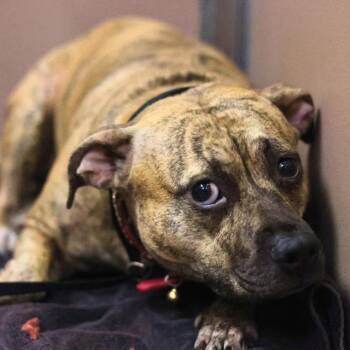 American Staffordshire Terrier Dogs Available for Adoption in San Antonio, Texas - PRADA | PetCurious