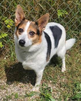 Lucy (7186) -  Corgi and Cardigan Welsh Corgi Dog for Adoption in Lake City, Michigan - Lucy (7186) | PetCurious