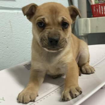 Beagle and German Shepherd Dog Dogs Available for Adoption - Madus | PetCurious