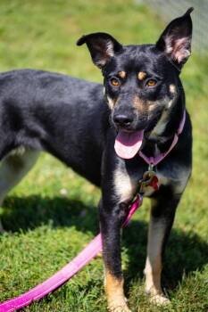 Starla -  Shepherd Dog for Adoption in Valparaiso, Indiana - Starla | PetCurious