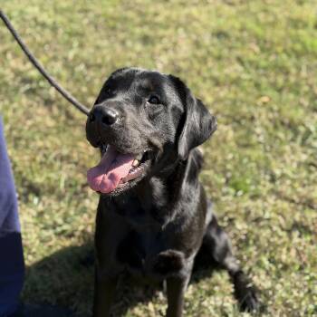 Cocoa -  Labrador Retriever Dog for Adoption in Gloucester, Virginia - Cocoa | PetCurious