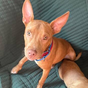 Mateo -  Pharaoh Hound and Mixed Breed Dog for Adoption in Washington, Pennsylvania - Mateo | PetCurious