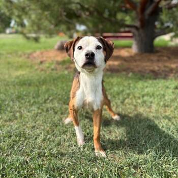 Boxer and Mixed Breed Dogs Available for Adoption in Fargo, North Dakota - Susie | PetCurious