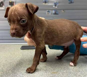 Chihuahua and Pit Bull Terrier Dogs Available for Adoption in Newport, Kentucky - Pinto | PetCurious