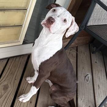 Pit Bull Terrier and Labrador Retriever Dogs Available for Adoption in Dallas, Texas - Rosie | PetCurious