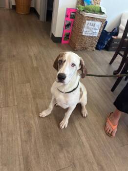 Catahoula Leopard Dog and Hound Dogs Available for Adoption in Metter, Georgia - Otis | PetCurious