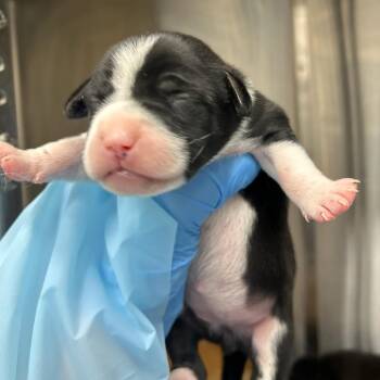 Mixed Breed Dogs Available for Adoption in Bentonville, Arkansas - Marceline | PetCurious
