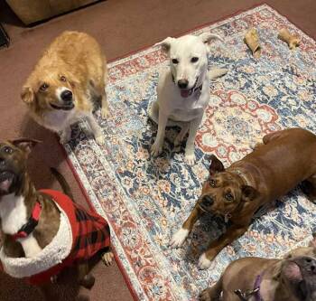 Remi -  American Staffordshire Terrier Dog for Adoption in Inez, Texas - Remi | PetCurious