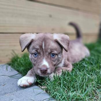Husky and Mixed Breed Dogs Available for Adoption in Griswold, Connecticut - Duncan | PetCurious