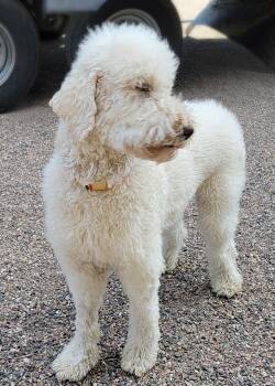 Golden Retriever and Standard Poodle Dogs Available for Adoption - Leia | PetCurious