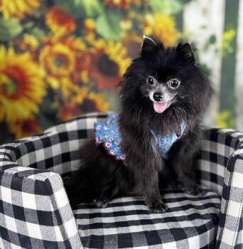 Hanna -  Pomeranian Dog for Adoption in Garland, Texas - Hanna | PetCurious