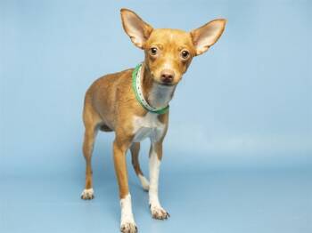LUZ -  Chihuahua Dog for Adoption in Phoenix, Arizona - LUZ | PetCurious
