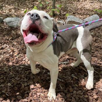 Zorn 26-0187 -  Mixed Breed Dog for Adoption in Yanceyville, North Carolina - Zorn 26-0187 | PetCurious