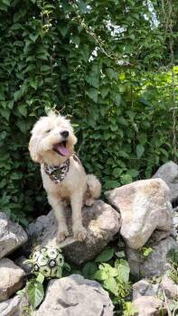 Cooper -  Maltese Dog for Adoption in Gig Harbor, Washington - Cooper | PetCurious