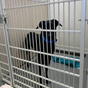 Smokey -  Labrador Retriever and Mixed Breed Dog for Adoption in Rifle, Colorado - Smokey | PetCurious