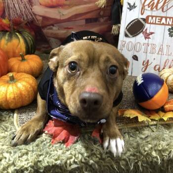 Darla -  Chihuahua and Pit Bull Terrier Dog for Adoption in Valley, Alabama - Darla | PetCurious
