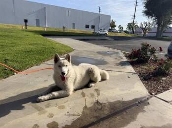 Siberian Husky and Mixed Breed Dogs Available for Adoption in Ontario, California - NELSON | PetCurious