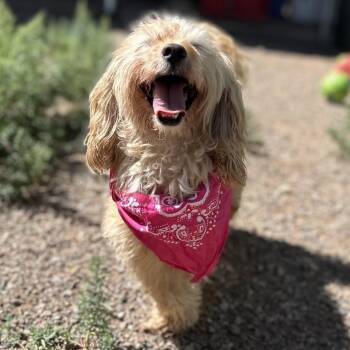 Suni -  Miniature Poodle and Mixed Breed Dog for Adoption in Glenwood Springs, Colorado - Suni | PetCurious