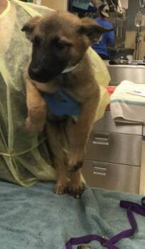 LOCA -  German Shepherd Dog Dog for Adoption in Riverside, California - LOCA | PetCurious