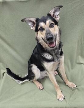 Rico -  German Shepherd Dog Dog Available for Adoption in Frankfort, Indiana - Rico | PetCurious