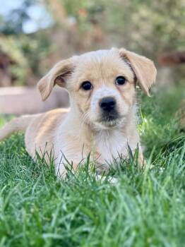 Terrier and Shepherd Dogs Available for Adoption in Coachella, California - Leila | PetCurious