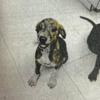 Georgia -  Mixed Breed Dog for Adoption in Jupiter, Florida - Georgia | PetCurious