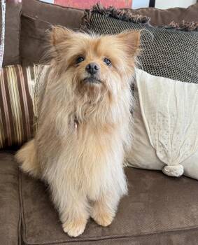 Yorkshire Terrier Dogs Available for Adoption in Mundelein, Illinois - Rosemary | PetCurious