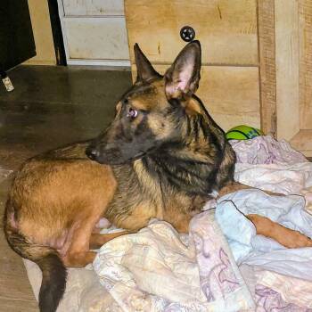 Belgian Shepherd Malinois Dogs Available for Adoption in Plano, Texas - Bandit | PetCurious