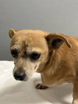 Rescue Chihuahua Dogs for Adoption in Las Vegas, Nevada - BUTTONS | PetCurious
