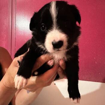LAYLA (8)* -  Border Collie Dog for Adoption in Richmond, California - LAYLA (8)* | PetCurious
