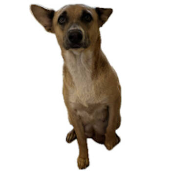 Rescue Black Mouth Cur and Mixed Breed Dogs for Adoption in Austin, Texas - Cheeky | PetCurious