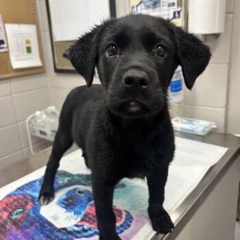 Mixed Breed Dogs Available for Adoption in Huntsville, Alabama - Rip | PetCurious