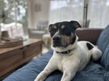 Rescue Pit Bull Terrier and Australian Cattle Dog Blue Heeler Dogs for Adoption in Frederick, Maryland - Sandie -- Courtesy Post | PetCurious
