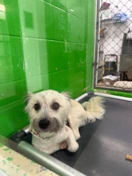Diego -  Mixed Breed Dog for Adoption in Cincinnati, Ohio - Diego | PetCurious