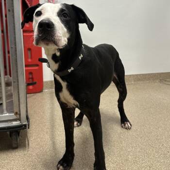 Mixed Breed Dogs Available for Adoption in League City, Texas - Kisses | PetCurious