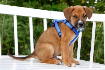 Alvin -  Boxer and Mixed Breed Dog for Adoption in Savage, Minnesota - Alvin | PetCurious