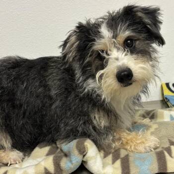 Schnauzer Dogs Available for Adoption - Oakley | PetCurious