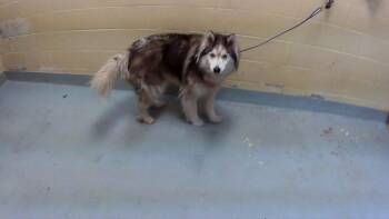 BOOGY -  Alaskan Malamute and Mixed Breed Dog for Adoption in Tulsa, Oklahoma - BOOGY | PetCurious