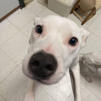 Trixx -  Mixed Breed Dog for Adoption in Davenport, Iowa - Trixx | PetCurious