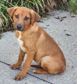 Rescue Terrier and Mixed Breed Dogs for Adoption in Morristown, New Jersey - James | PetCurious