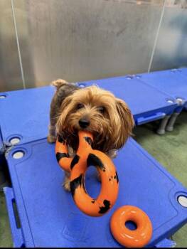 Chip -  Yorkshire Terrier Dog for Adoption in Marietta, Georgia - Chip | PetCurious
