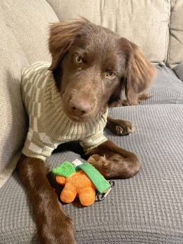 Flat Coated Retriever and Cocker Spaniel Dogs Available for Adoption - Benny | PetCurious