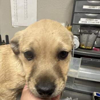 Shepherd and Terrier Dogs Available for Adoption in Yuma, Arizona - Elsa | PetCurious
